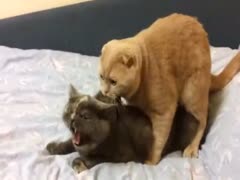 Two cats having beastiality sex on the bed